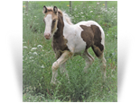 ~ Sterling Reflection ~ Smoky Silver Dapple Tobiano - out of Northern Lights Karen's Twister - SOLD to MI
